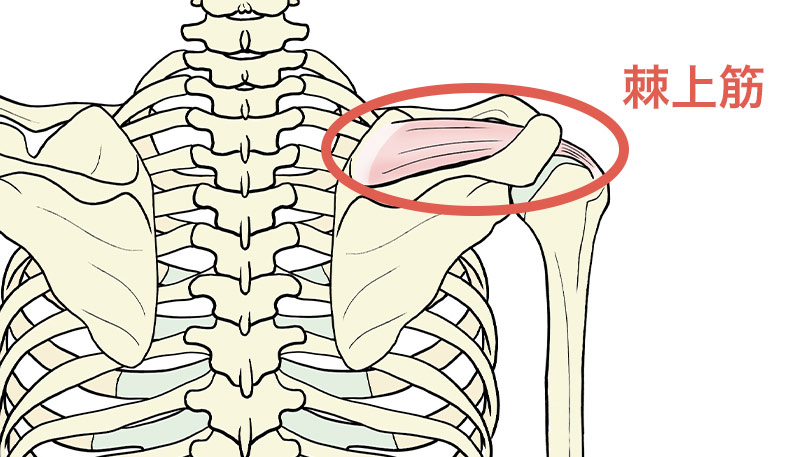 棘上筋の解剖図