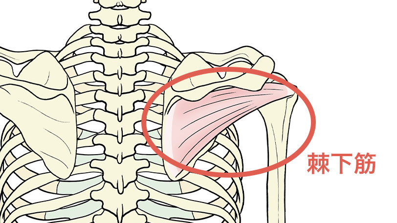棘下筋の解剖図