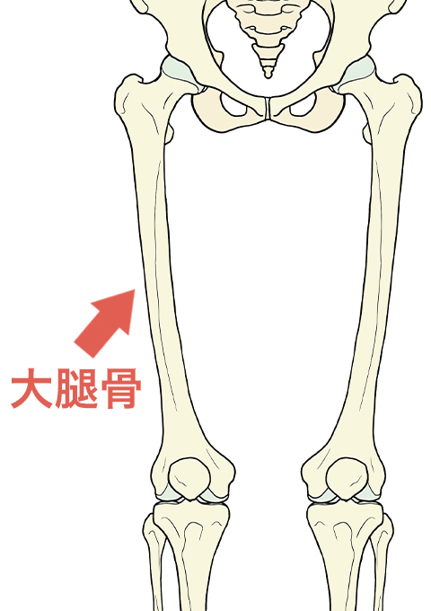 大腿骨の位置