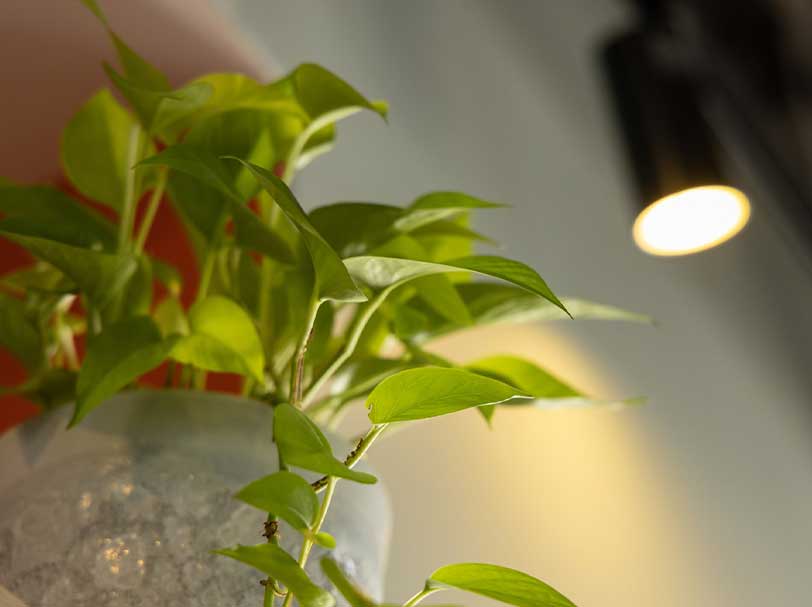 観葉植物の写真